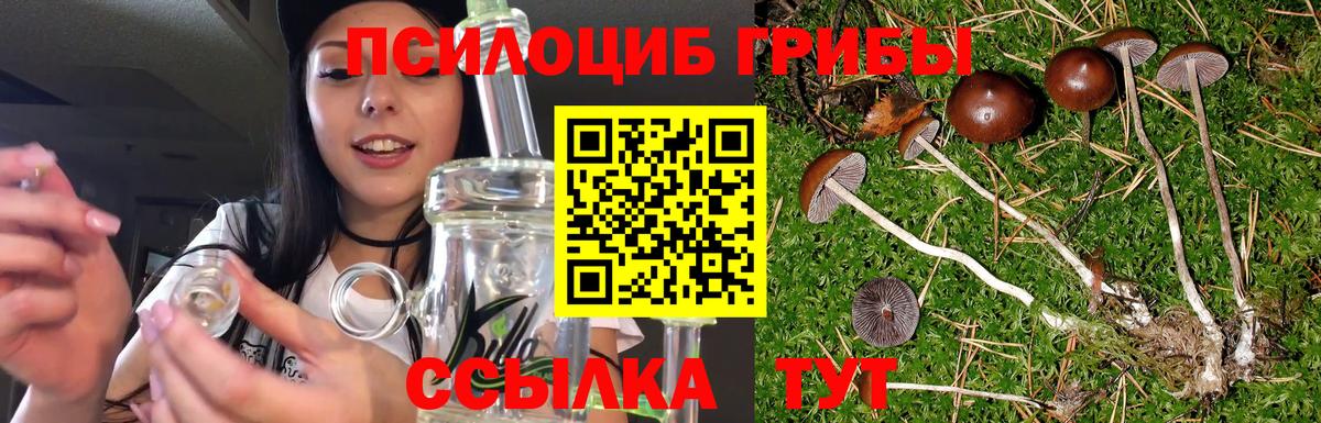 Псилоцибиновые грибы Psilocybine cubensis Советская Гавань
