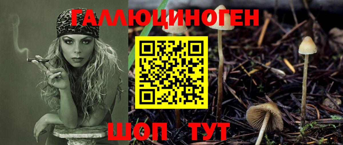 Советская Гавань  хочу   Вход с VPN  Псилоцибиновые грибы Psilocybine cubensis 